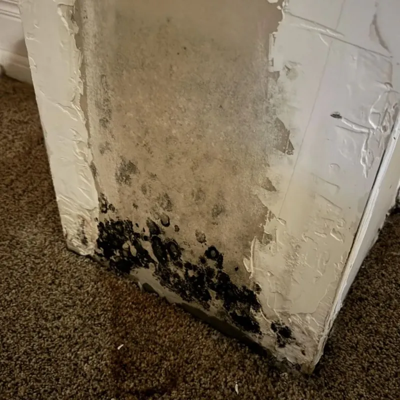 Professional Mold Removal in Mesquite, TX
